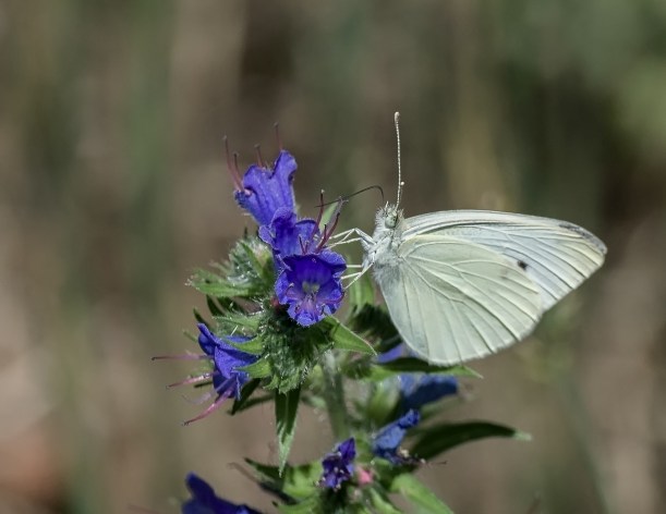 cabbage-white-2