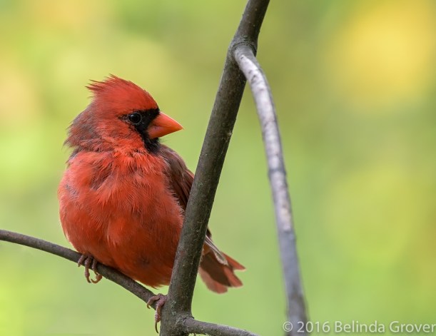 cardinal-1