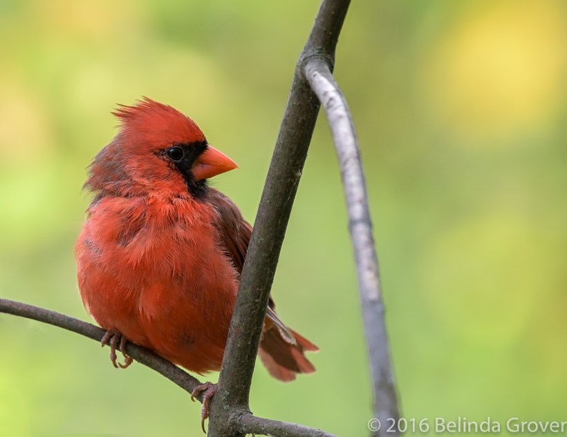 cardinal-1