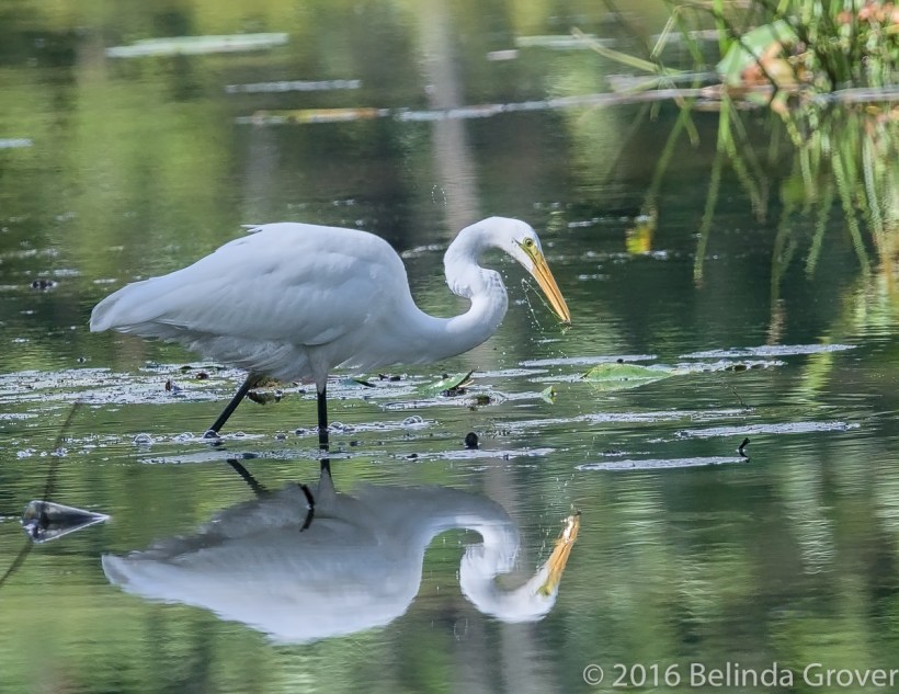 egret2