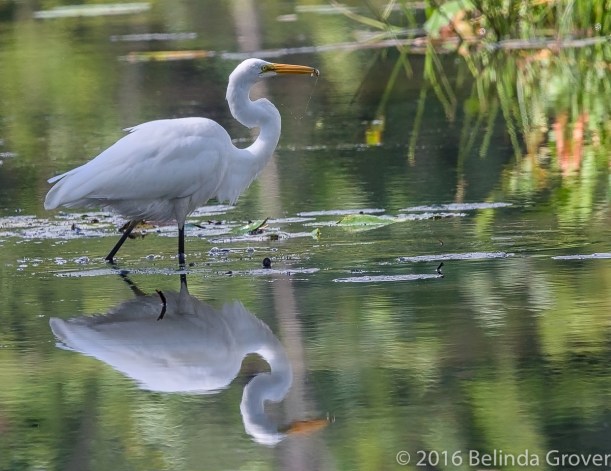 egret3