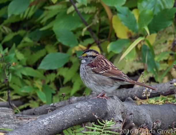 white-throated-s-2