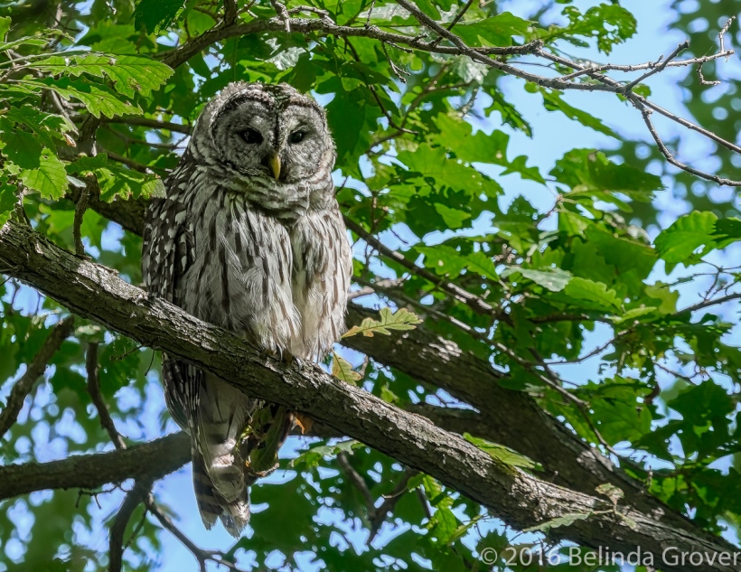 barred-owl-1