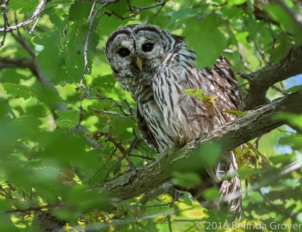 barred-owl-2