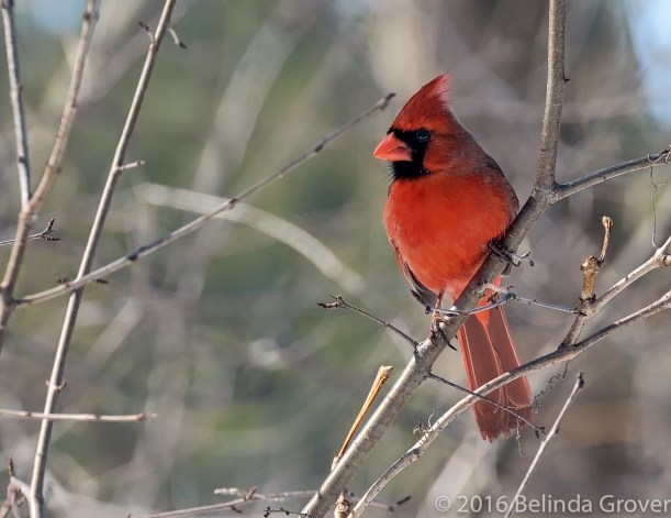 cardinal-1