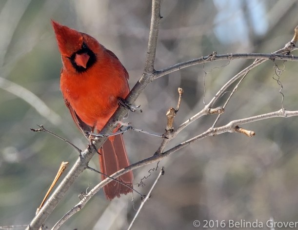 cardinal-2