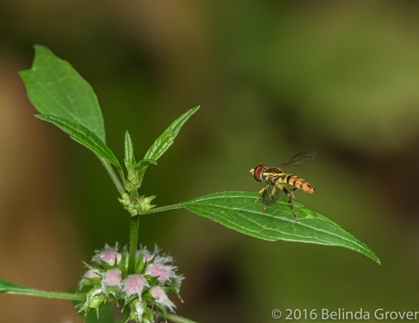 hover-fly