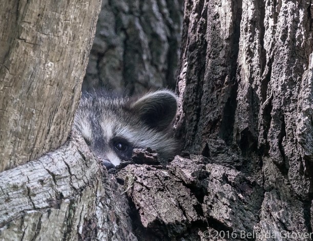 raccoon