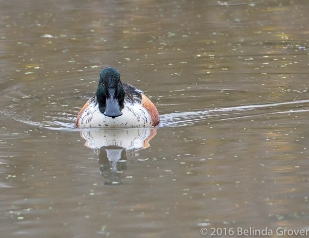 shoveler-1