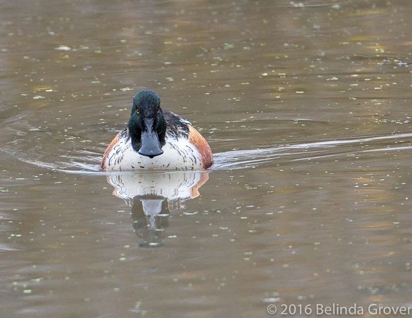 shoveler-1