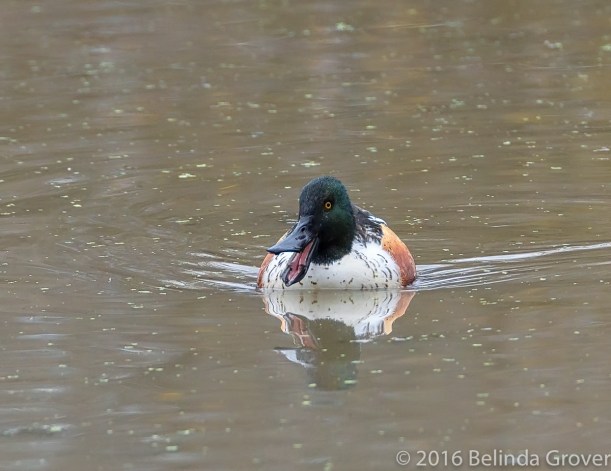 shoveler-2