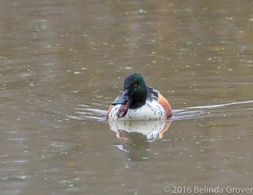 shoveler-2