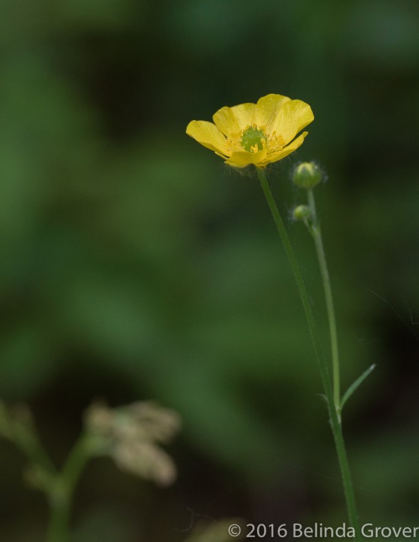 buttercup-1