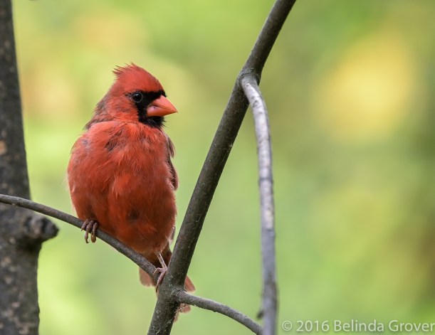 cardinal