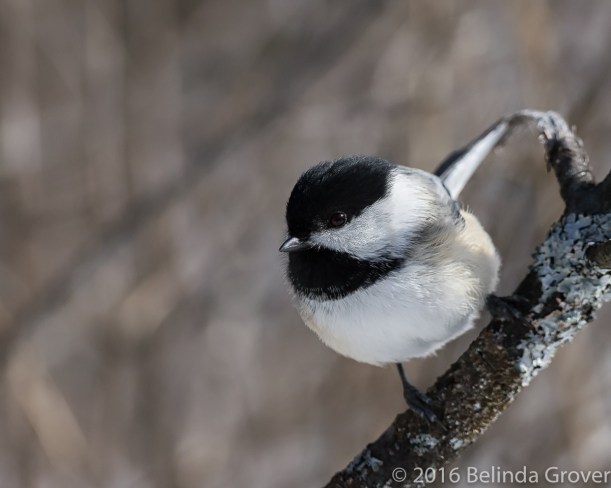 chickadee-1