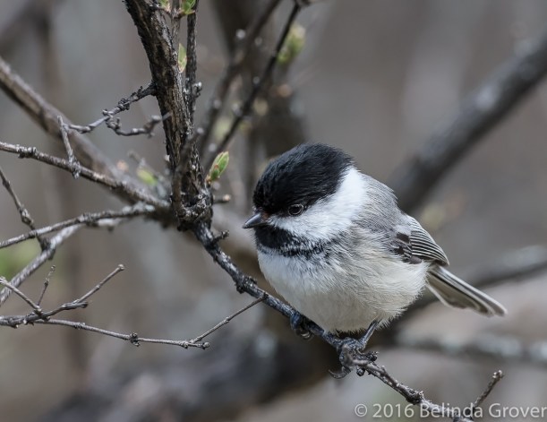 chickadee-2