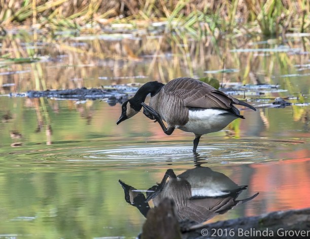 dancing-in-the-light-1