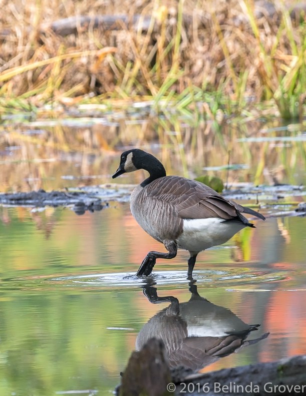 dancing-in-the-light-2-2