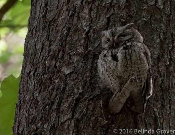 eastern-screech-2