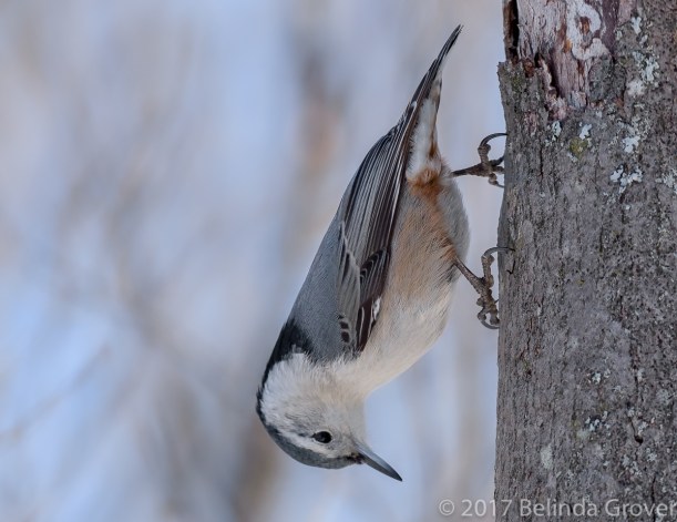 nuthatch-1