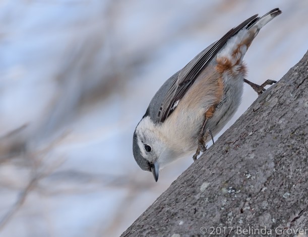 nuthatch-2