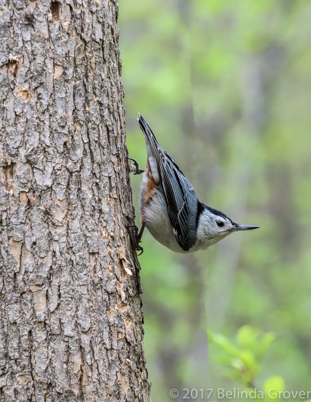 nuthatch-3