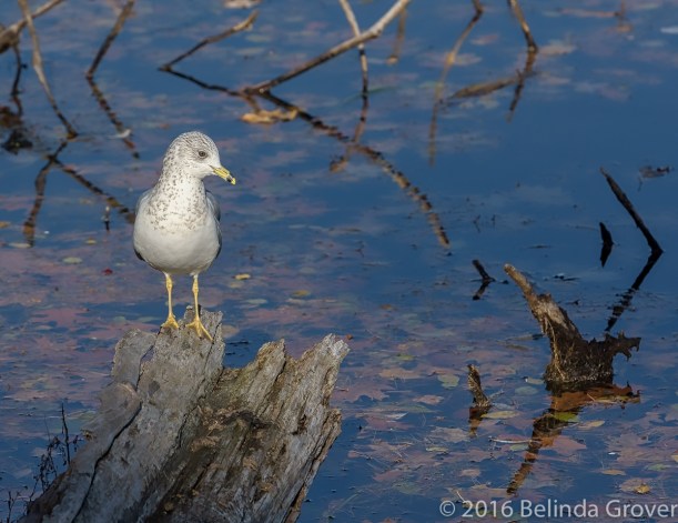 ring-billed-gull-1