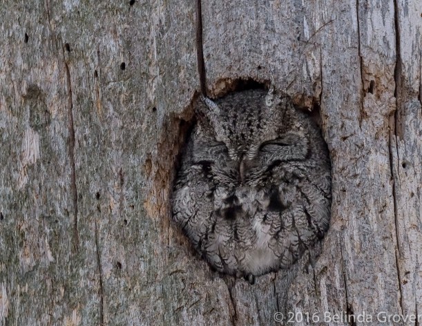 screech-owl-1