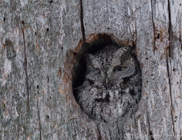 screech-owl-2