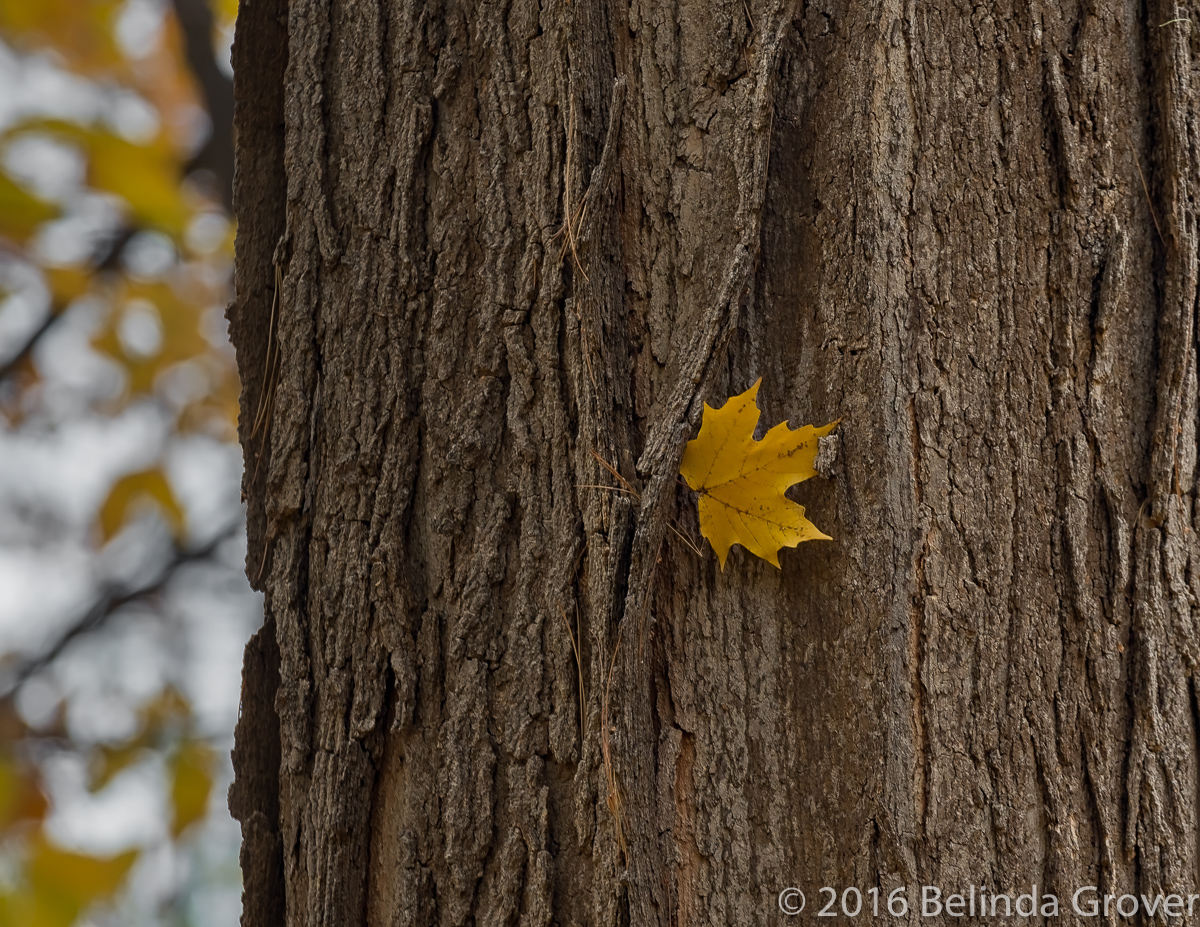 still-life-2