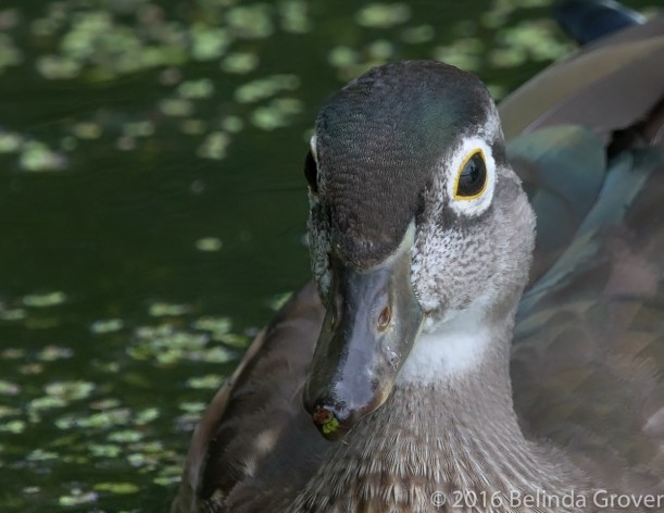 wood-duck-1