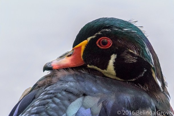 wood-duck-portrait