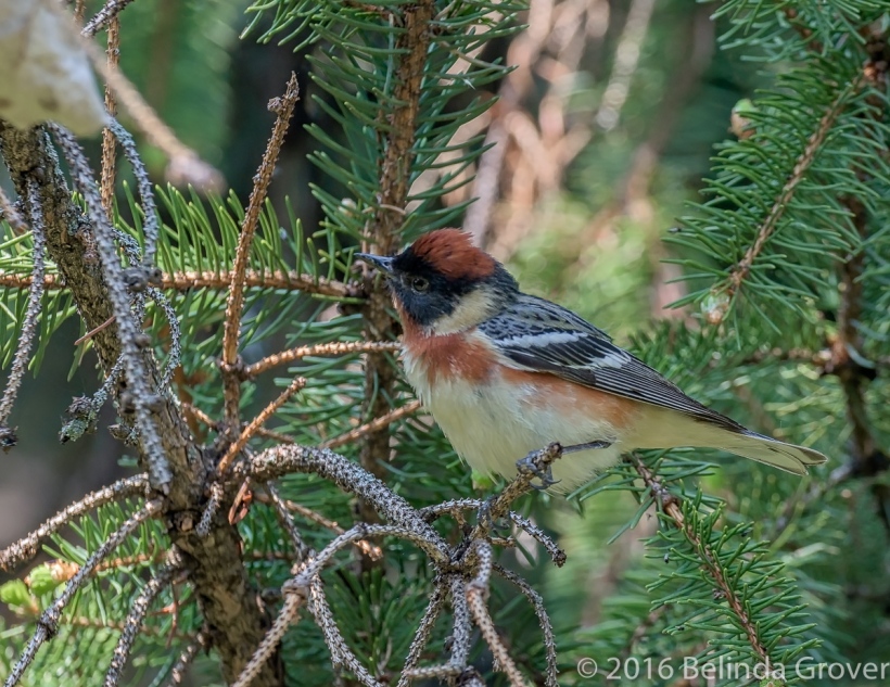 bay-breasted-warbler-1