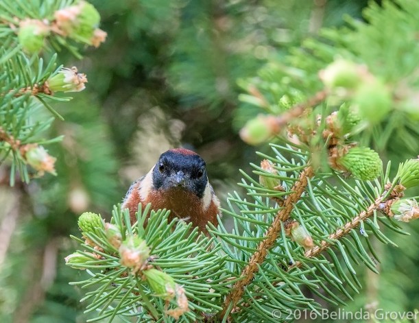 bay-breasted-warbler-2