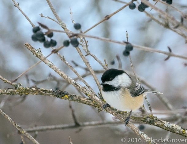 chickadee-1