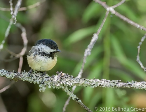 chickadee-2