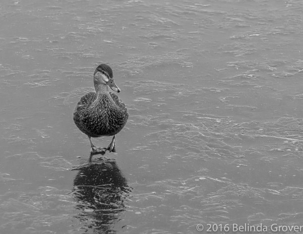 mallard-on-ice-1-2