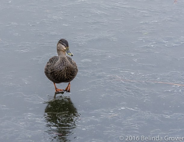 mallard-on-ice-1