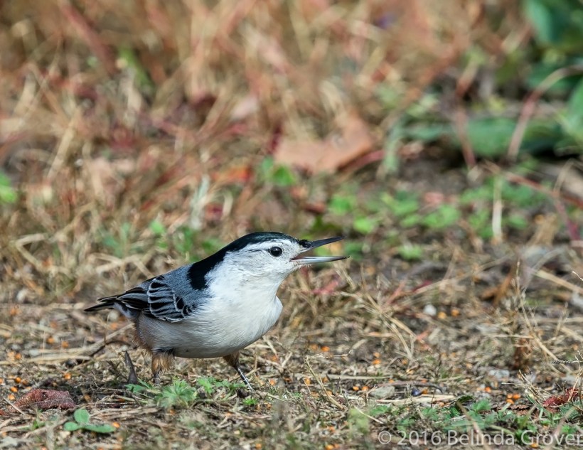 nuthatch-1