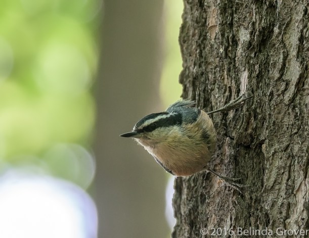 nuthatch-3