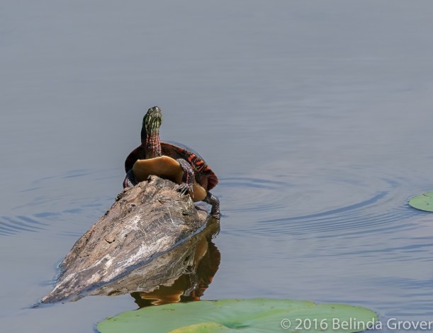 painted-turtle-1