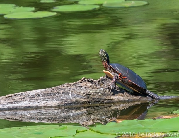 painted-turtle-2