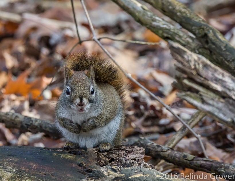 red-squirrel-2
