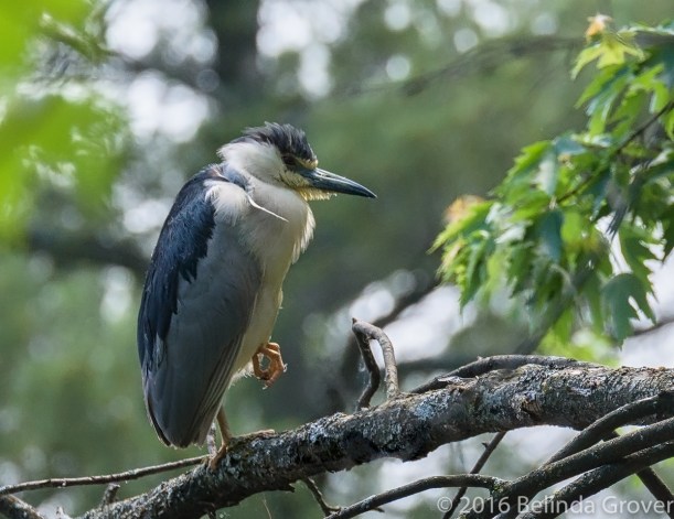 bc-night-heron-1
