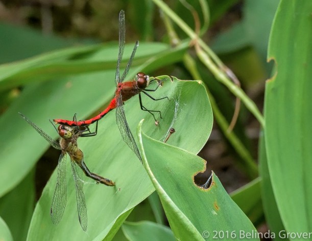 meadowhawk-dragonflies-1