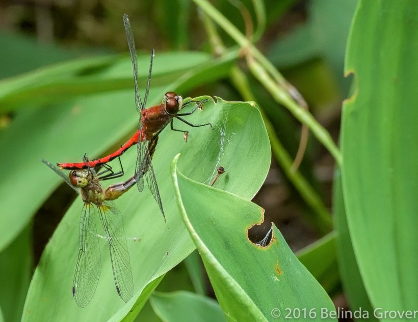 meadowhawk-dragonflies-2