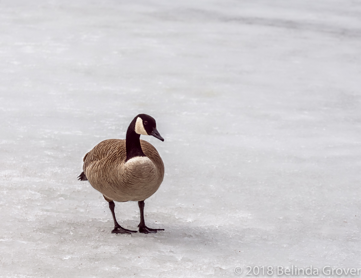 SOLO GOOSE (TWO PHOTOGRAPHS) | BELINDA GROVER PHOTOGRAPHY