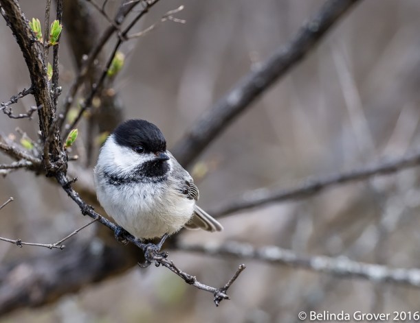 Chickadee