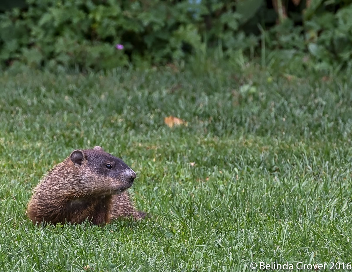 Groundhog