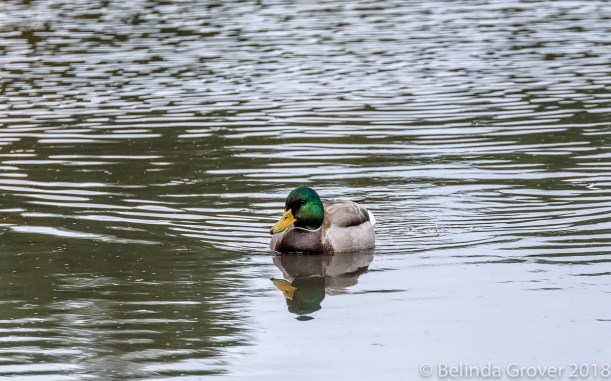 Mallard in Fall